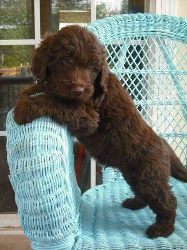 Chocolate-Labradoodle-Breed-information
