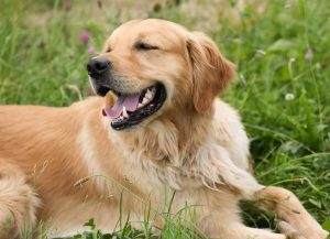 Read more about the article How to Clean Golden Retriever Ears at Home?