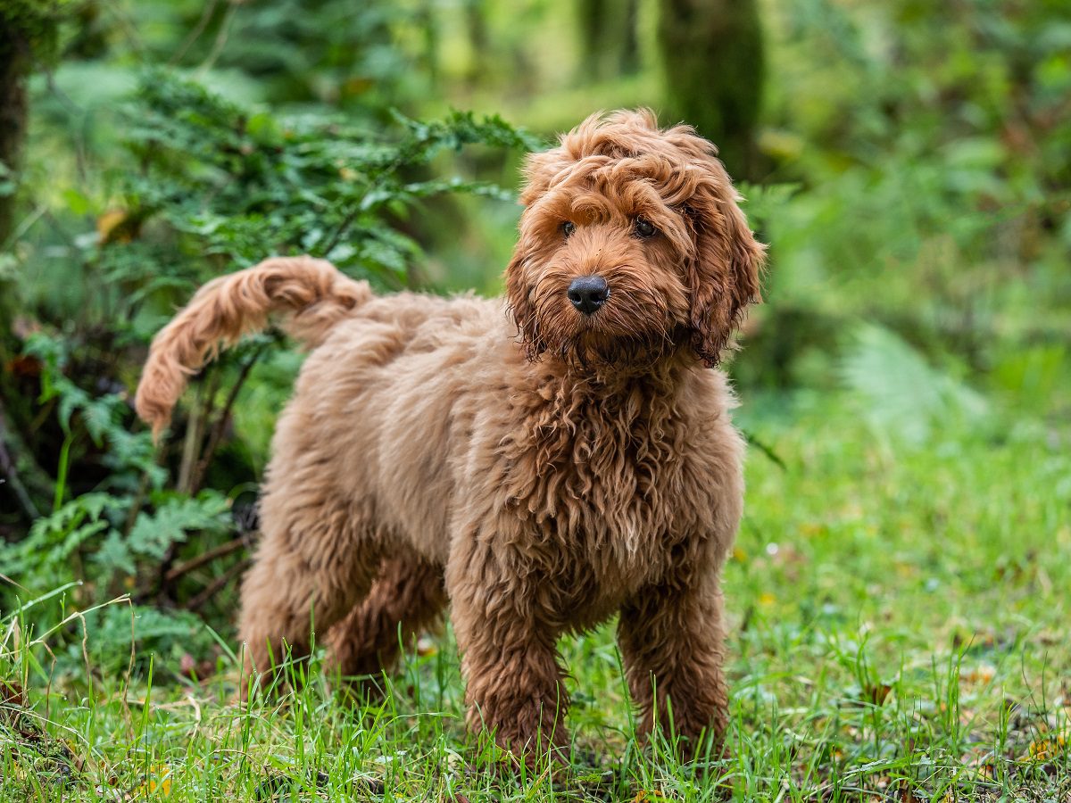 Cockapoo Dog