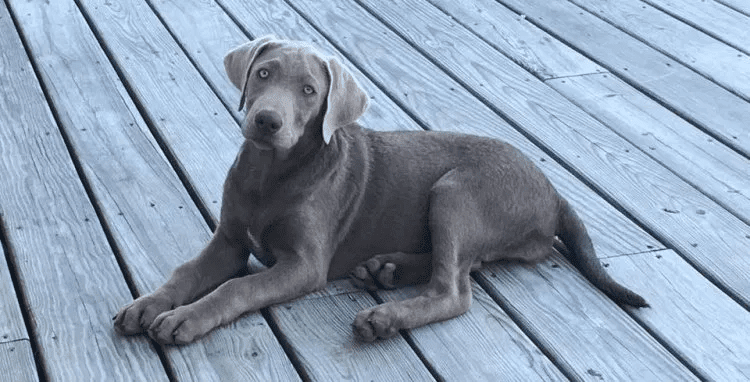 Color of Silver Labradors