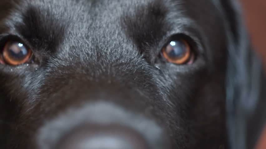 Colorblindness of Labradors