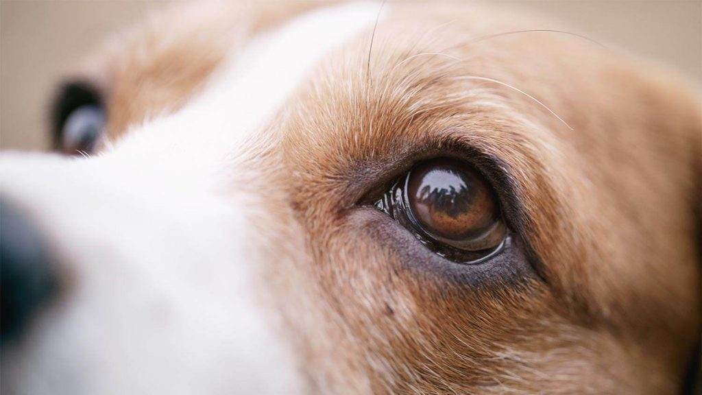 Common problems with dogs eyes