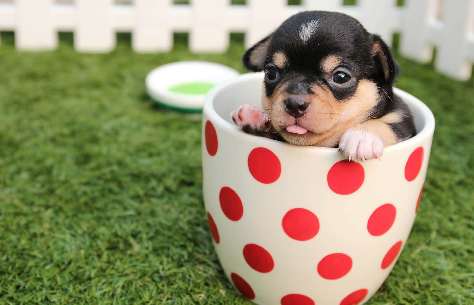 Read more about the article 350+ Cute Puppy Names