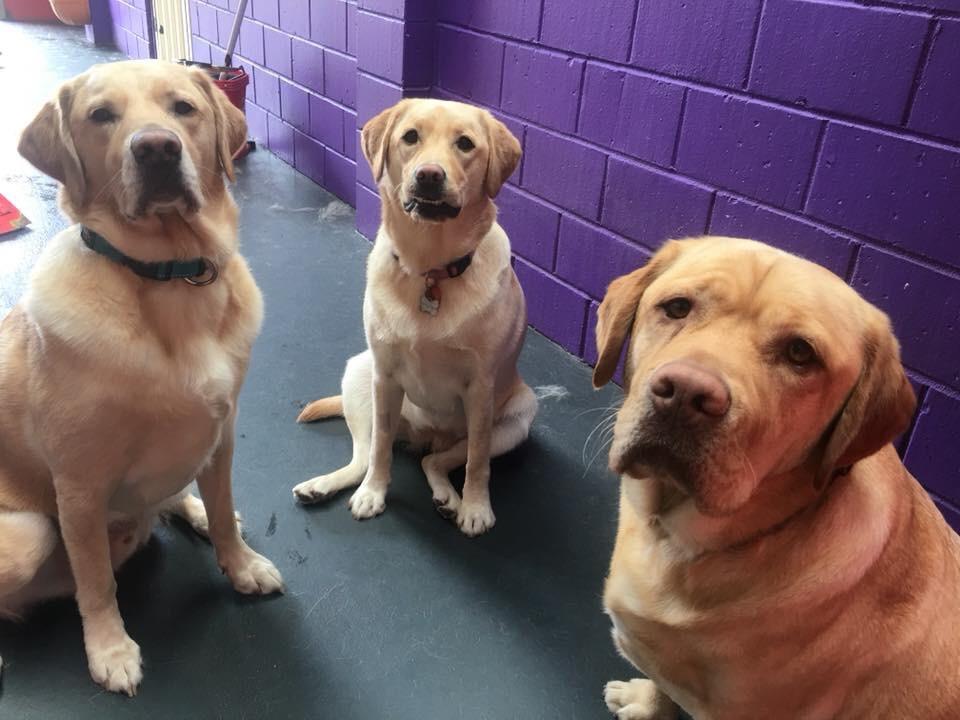 Daycare for Labradors