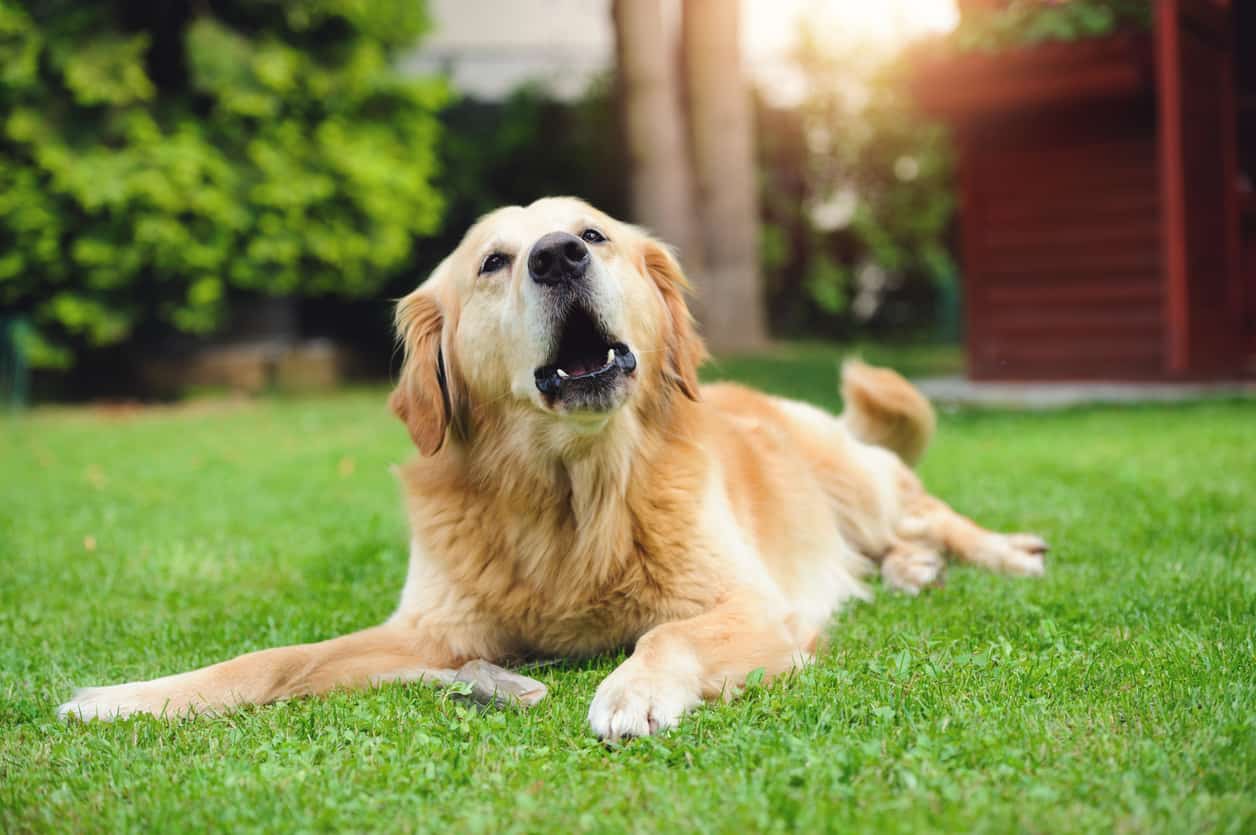 Read more about the article Stop a Golden Retriever From Barking