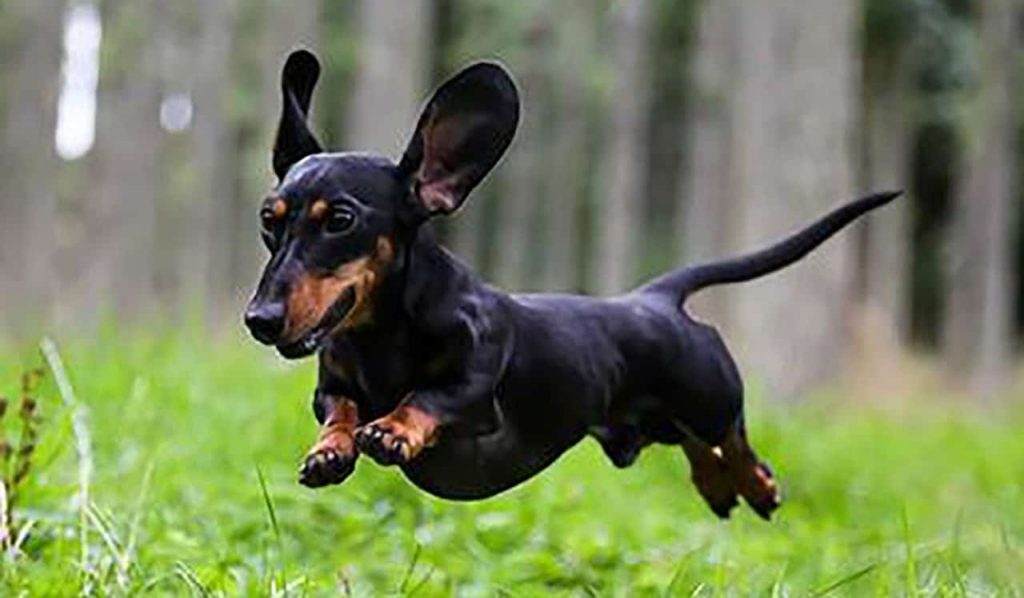 Dog Breeds That Live The Longest
