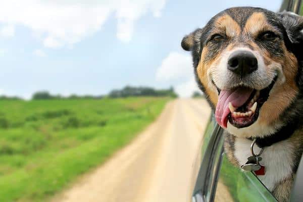 Dog Car Ride
