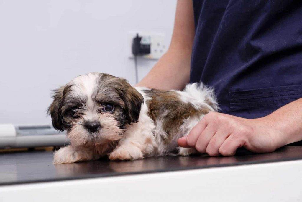 Dog Diseases and Vaccine