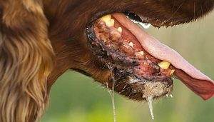 Read more about the article Why is Your Dog Drooling and Acting Strange? (20 Dog Drooling Causes)