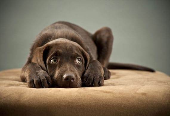 Dog During Thunder, Fireworks, Loud Noises