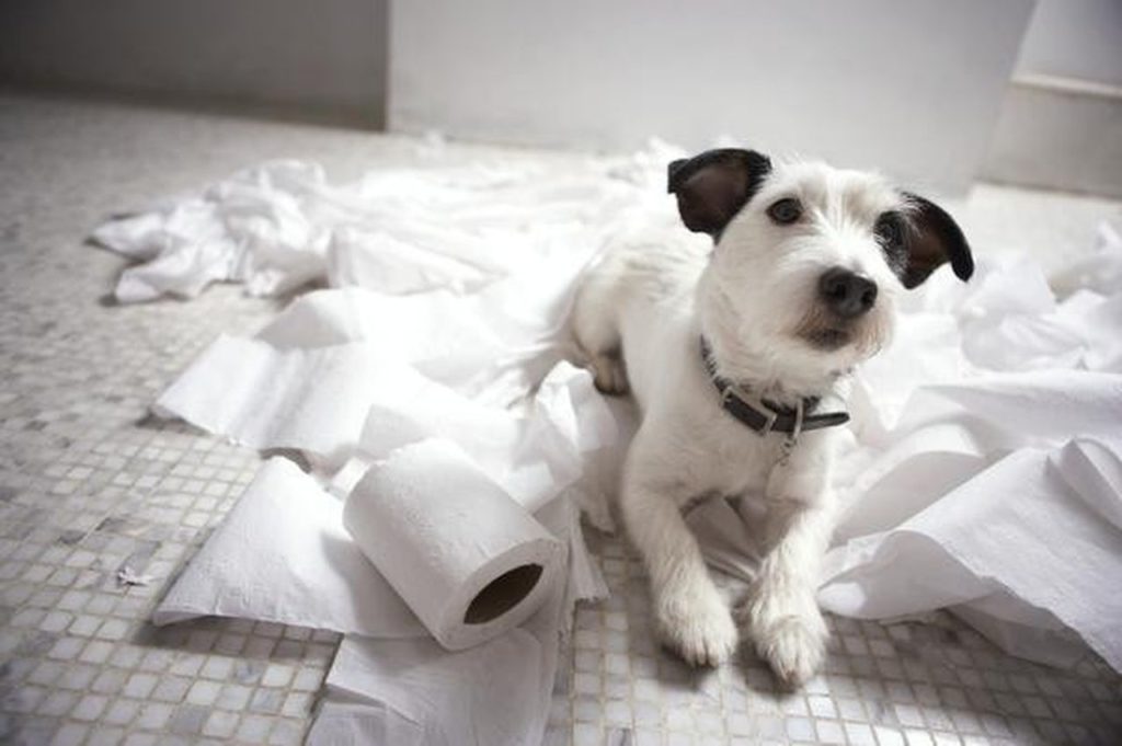 Dog Eat Tissue Paper