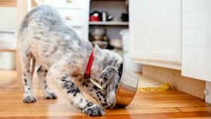 Read more about the article How to Slow Down Your Dog’s Eating Speed?