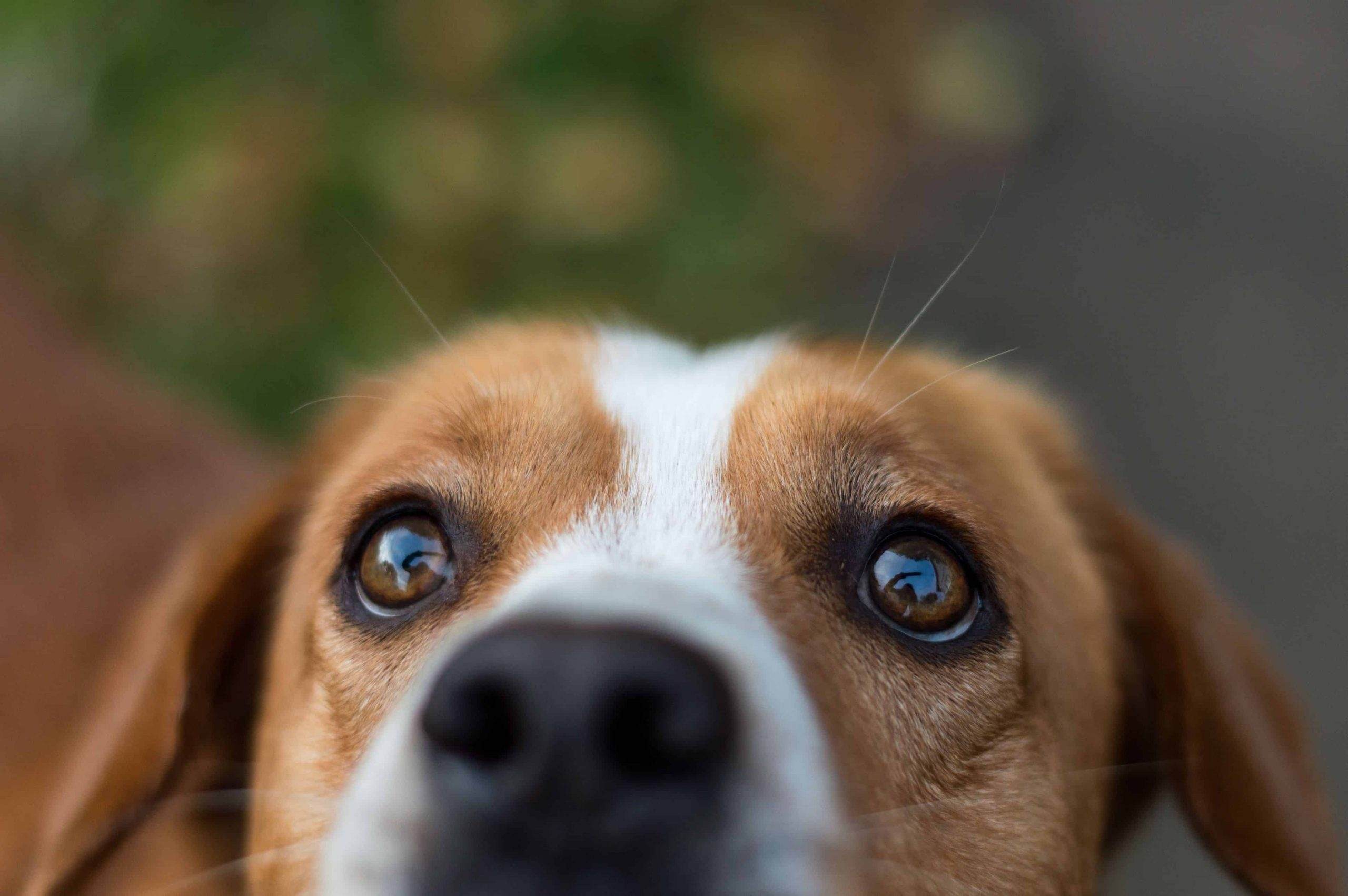 Read more about the article Dog Eye Care 101 : Problems and Solutions