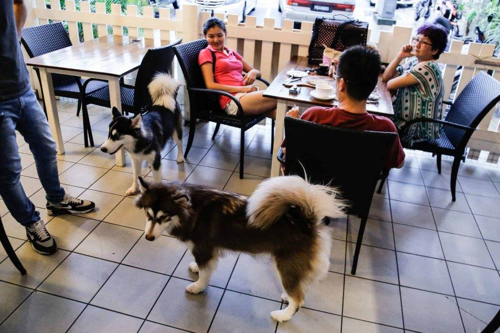 Dog Friendly Restaurants