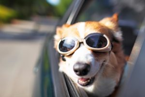 Read more about the article Best 8 Dog Goggles