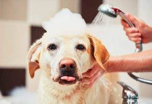 Read more about the article Dog Grooming Tips for Paws, Eyes, Ears, Fur, Bath and Teeth