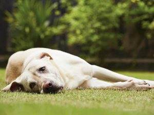 Read more about the article What to Do if Your Dog is Poisoned?