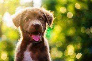 Read more about the article Dog Names for Males That Begin with T