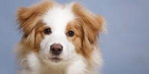 Read more about the article Great Dog Names For Boys That Start With Letter Y