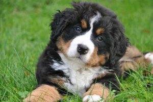 Read more about the article Dog Names for Boys that Begin with R