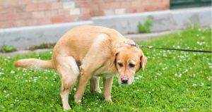 Read more about the article What Your Dog’s Poop Tells You?