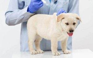 Read more about the article Which Dog Vaccines Are Absolutely Necessary?