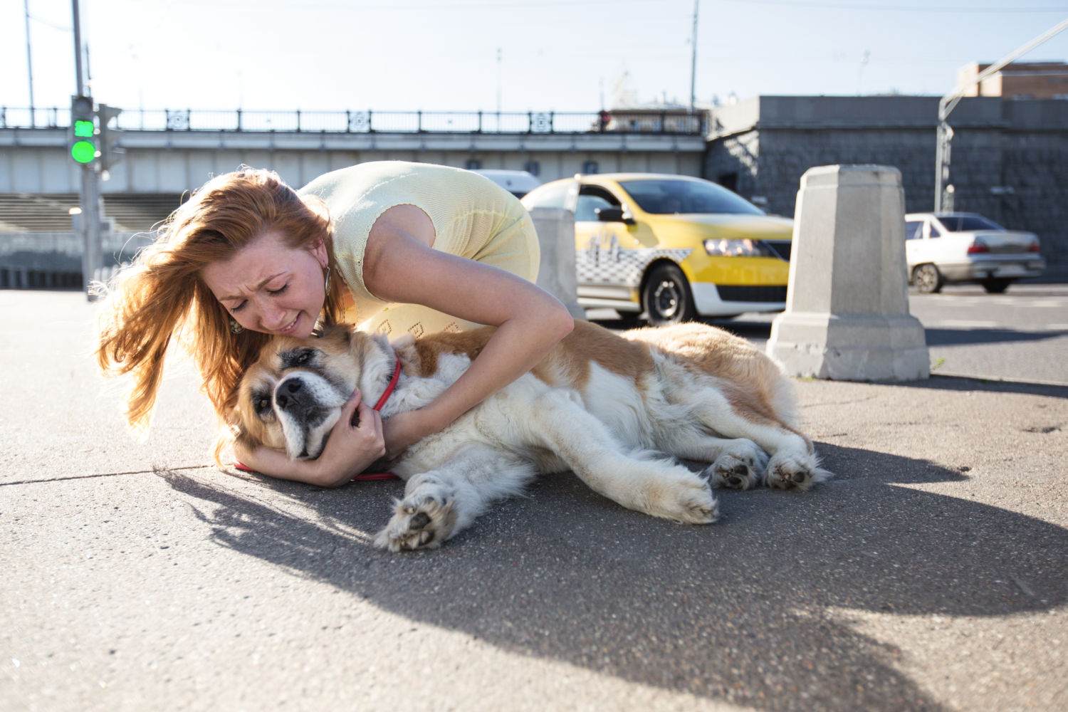 Read more about the article My Dog Was Hit By A Car: 21 Lessons I Learned