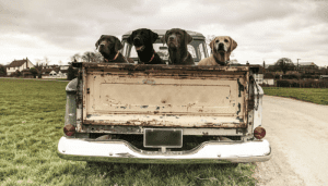 Read more about the article Train Your Dog to Jump Into the Truck