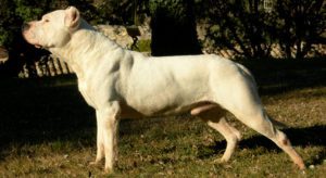 Read more about the article Dogo Argentino Dog Breed Information and Pictures