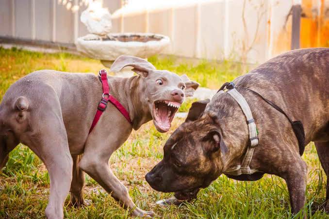 Read more about the article How to Redirect a Dog’s Aggression?