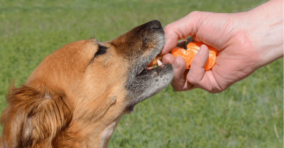 Dogs Eat Tangerines