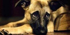 Read more about the article Do Dogs Feel Guilty? (Dog Emotions 101)