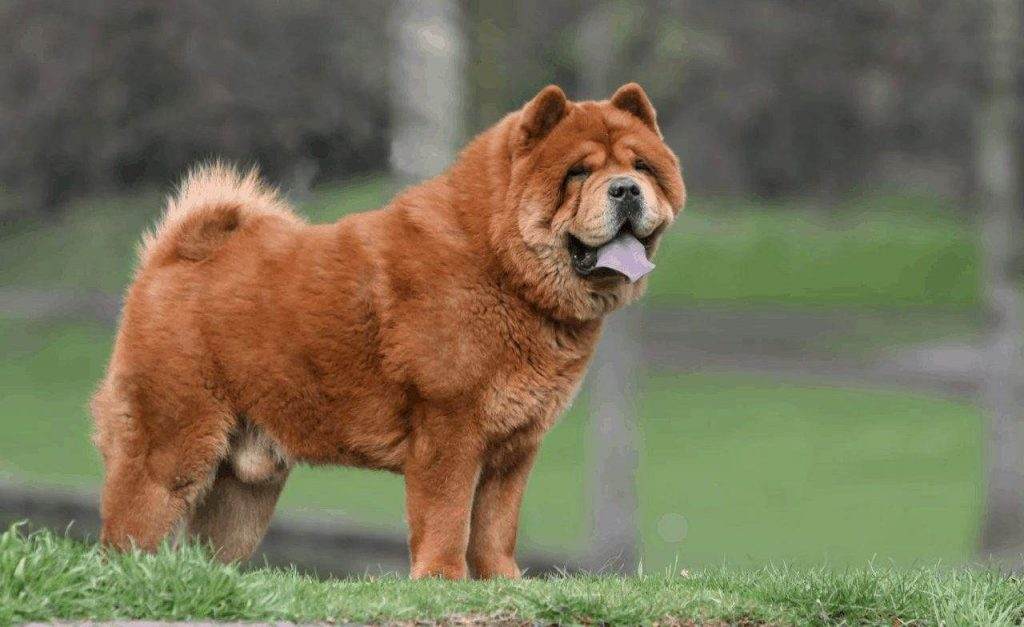 Double Coat chow chow
