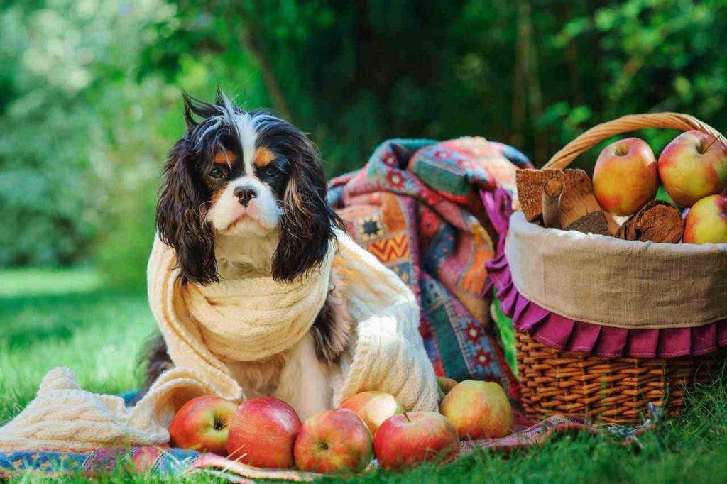 Fruits And Vegetables Your Dog