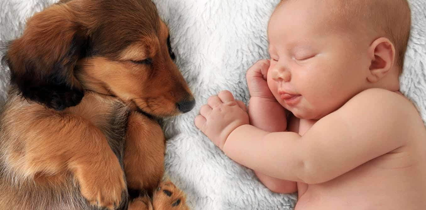 You are currently viewing How To Get Your Dog Ready For Your New Baby?