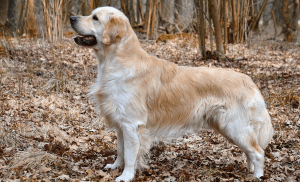 Read more about the article History and Other Facts of the Golden Retriever