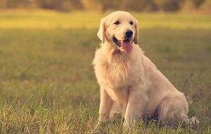 Read more about the article Do Golden Retrievers Calm Down and How You can Calm Them?