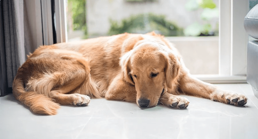 Golden Retriever Dogs Get Depressed
