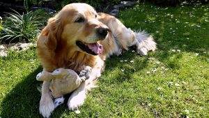 Read more about the article Health Issues Common to Golden Retrievers