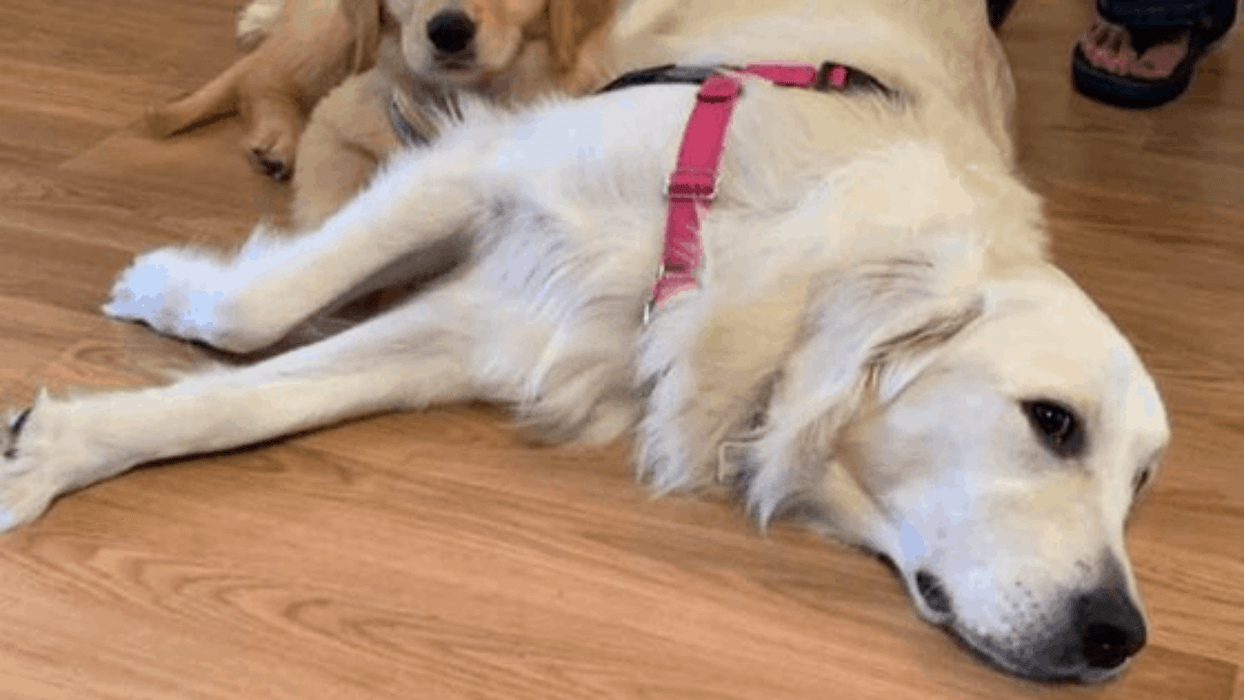 5-signs-that-your-female-golden-retriever-is-in-heat