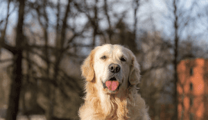 Read more about the article Why is my Golden Retriever so Destructive?