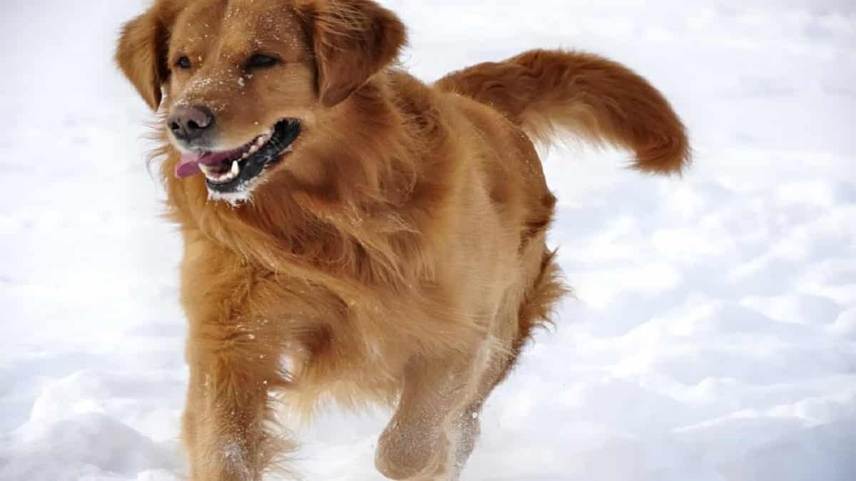 You are currently viewing Can Golden Retrievers Tolerate Cold Weather?