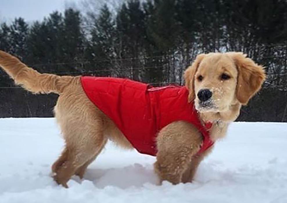 Golden Retrievers Warm During Cold Weather