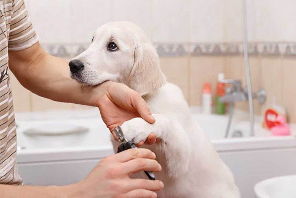 Grooming Labradors