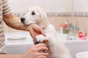 Read more about the article How Often Should Labradors Be Groomed