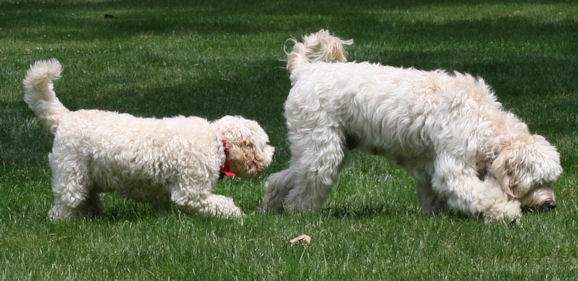 Guide-for-labradoodle-size
