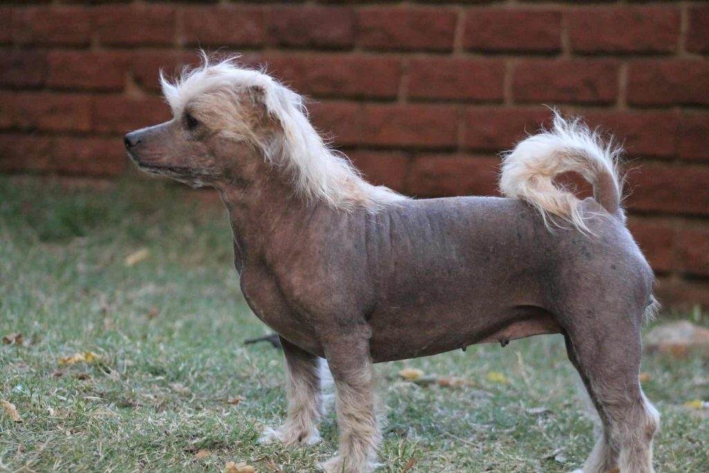 Hair loss in Dogs