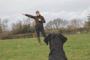 Read more about the article Introducing Hand Signals for Labradors