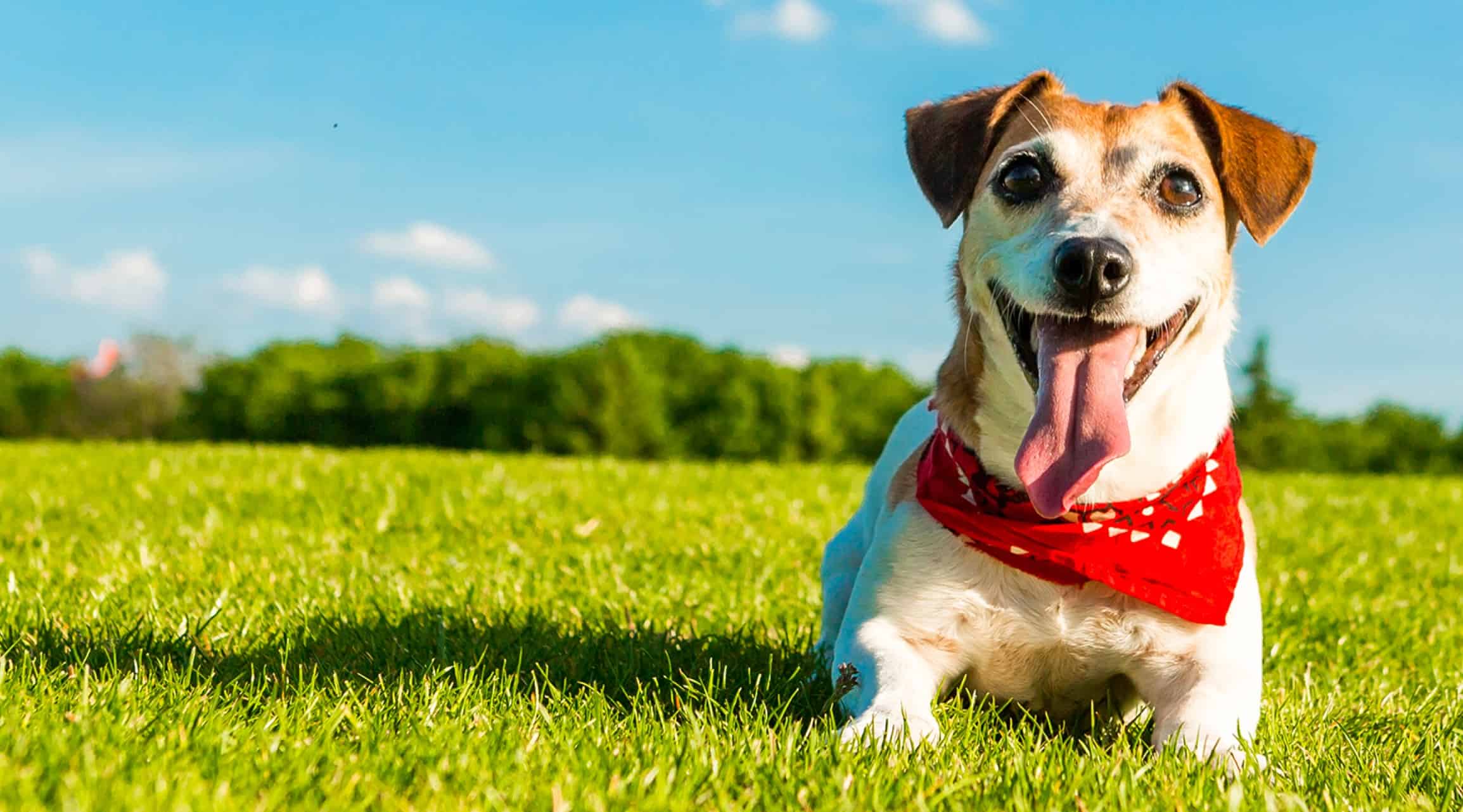 Read more about the article 13 Ways To Make Your Dog Happy