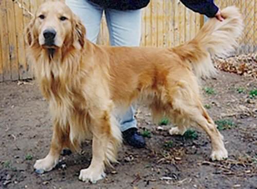 What Causes Hip Dysplasia in Golden Retrievers